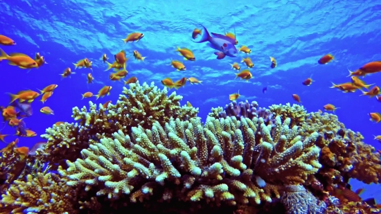 Coral Reef, Reef, Underwater, Ridge, Coral, Fish