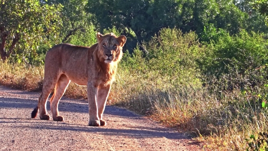 Cougar, Wildcat, Cat, Feline, Lion, Wildlife