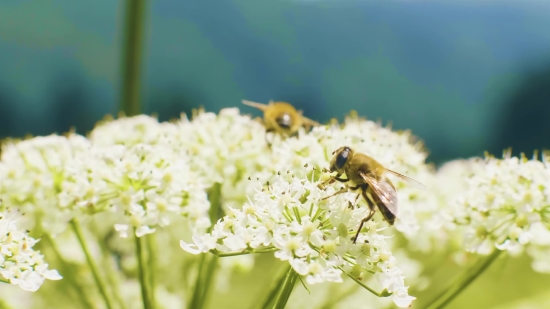 Cow Parsley, Herb, Vascular Plant, Plant, Flower, Spring