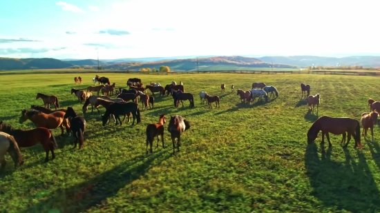 Cow, Ranch, Grass, Farm, Steppe, Rural