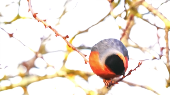 Crab Apple, Bird, Apple, Edible Fruit, Fruit, Wildlife