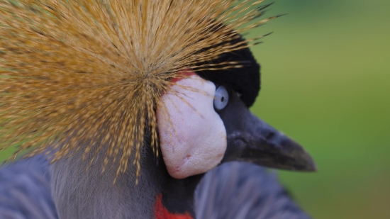 Crane, Wading Bird, Aquatic Bird, Bird, Beak, Wildlife