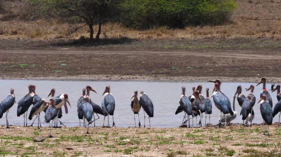 Crane, Wading Bird, Aquatic Bird, Bird, Stork, Wildlife