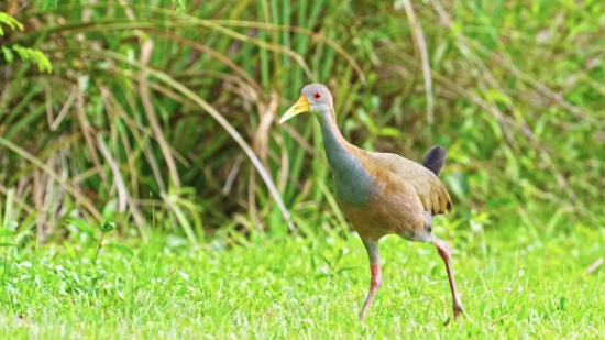 Crane, Wading Bird, Aquatic Bird, Bird, Wildlife, Beak