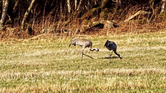 Crane, Wading Bird, Aquatic Bird, Bird, Wildlife, Wild