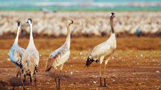 Crane, Wading Bird, Aquatic Bird, Bird, Wildlife, Wild