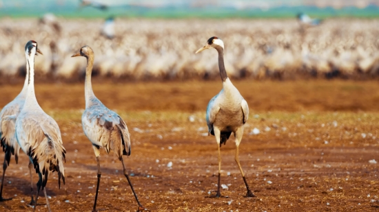 Crane, Wading Bird, Aquatic Bird, Bird, Wildlife, Wild