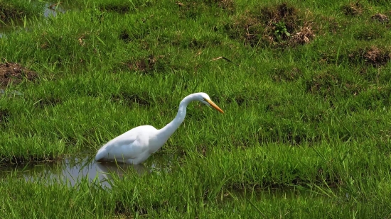 Crane, Wading Bird, Bird, Heron, Egret, Aquatic Bird