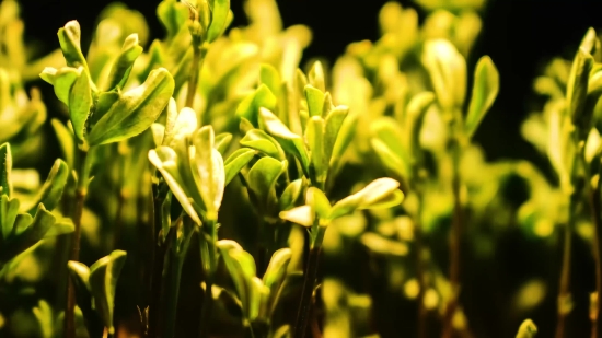 Cress, Herb, Plant, Vascular Plant, Spring, Garden