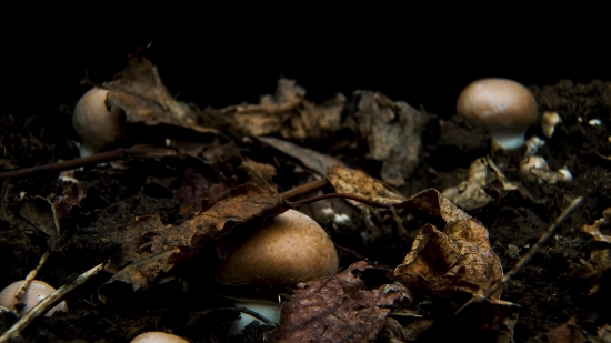 Crime Scene Stock Footage Free, Acorn, Fruit, Dung Beetle, Fungus, Brown