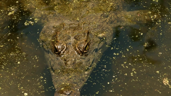 Crocodile, Alligator, Reptile, Water, Wildlife, River