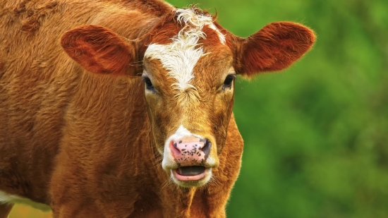 Crop Video Online, Cow, Cattle, Calf, Farm, Bovine