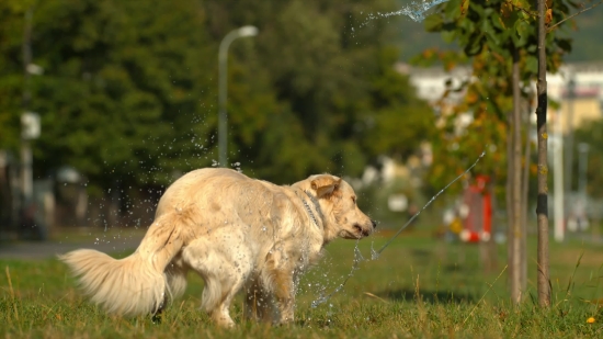 Cycling Stock Footage, Lion, Predator, Feline, Cat, Wildlife