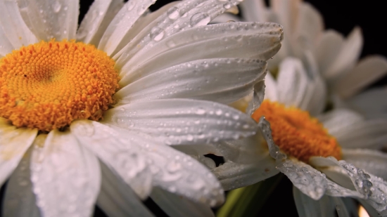 Daisy, Flower, Petal, Blossom, Spring, Plant