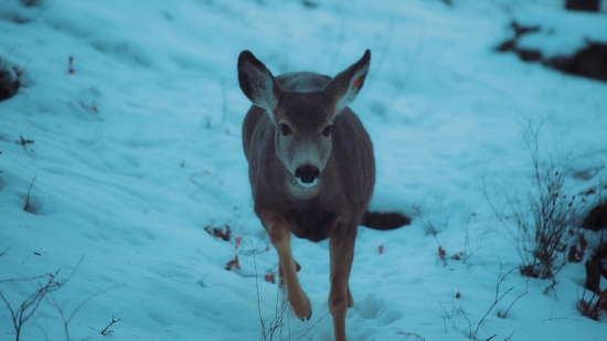 Deer, Wildlife, Mammal, Buck, Whitetail, Doe