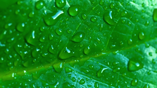 Dew, Liquid, Drop, Wet, Water, Texture