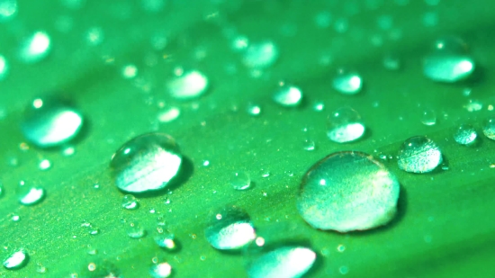 Dew, Rain, Wet, Drops, Water, Liquid