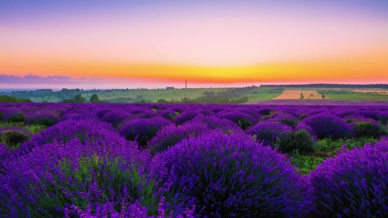 Dinosaur Stock Footage, Heath, Shrub, Woody Plant, Lavender, Vascular Plant