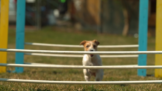 Dog, Pet, Canine, Terrier, Hunting Dog, Puppy