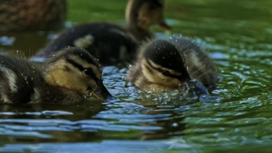 Dog, Shepherd Dog, Canine, Water, Wildlife, Wild