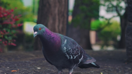 Dove, Bird, Beak, Feather, Wildlife, Animal