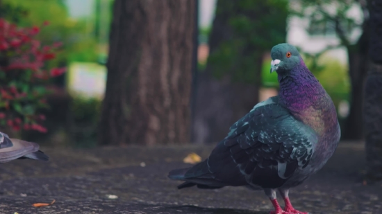 Dove, Bird, Beak, Wildlife, Feather, Animal