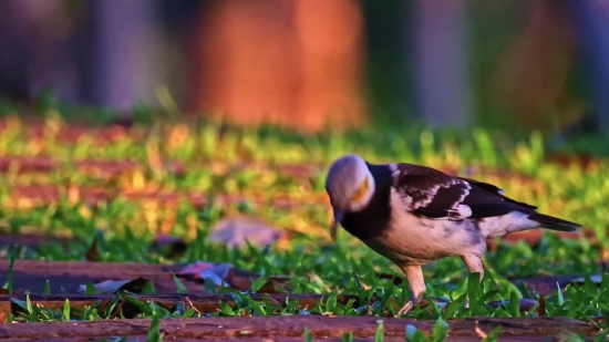 Dove, Bird, Feather, Wildlife, Beak, Duck