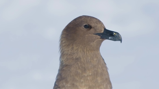 Dove, Bird, Gull, Seabird, Wildlife, Beak