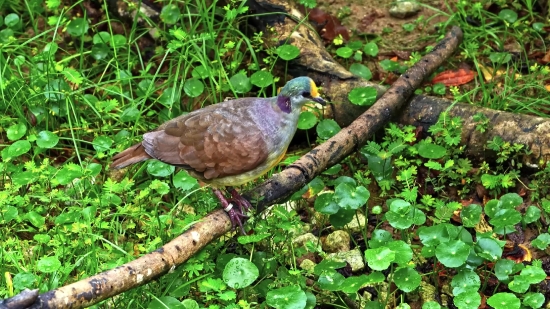 Dove, Bird, Wildlife, Beak, Wild, Feather