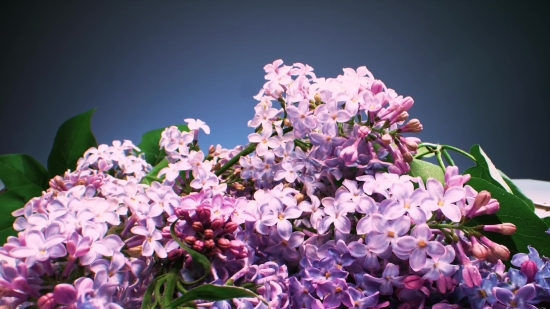 Download Free Videos Without Watermark, Lilac, Butterfly Bush, Shrub, Woody Plant, Flower