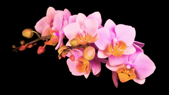 Download Tiktok Music, Pink, Flower, Flowers, Petal, Floral