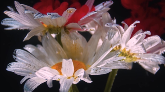 Download Tiktok Video No Watermark, Plant, Flower, Oleander, Blossom, Poisonous Plant