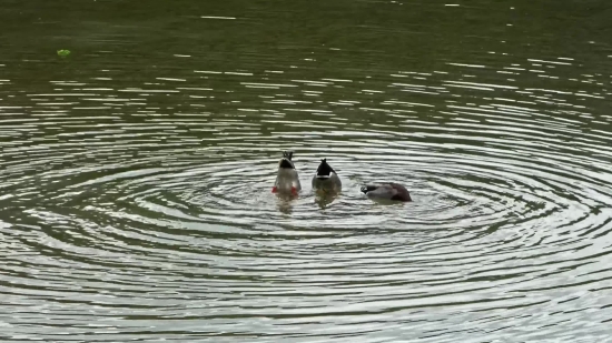 Drake, Duck, Coot, Water, Waterfowl, Lake