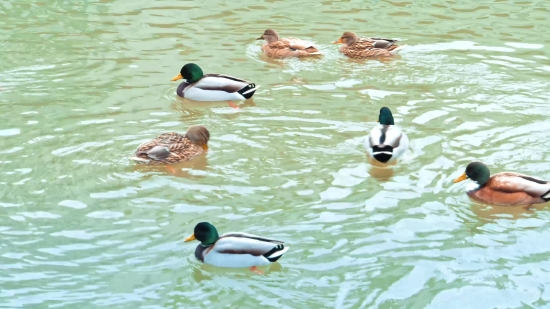 Drake, Duck, Waterfowl, Bird, Lake, Wildlife