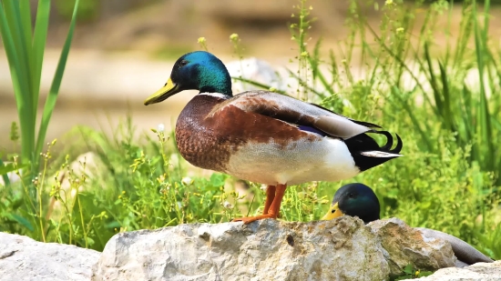 Drake, Duck, Waterfowl, Bird, Wildlife, Feather