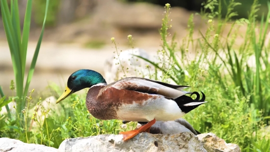 Drake, Duck, Waterfowl, Bird, Wildlife, Feather