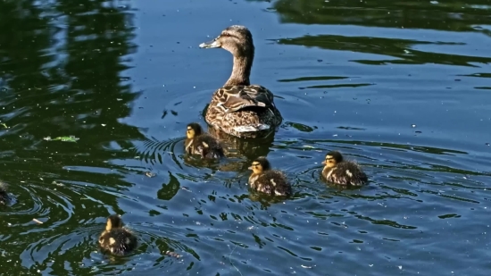 Drake, Duck, Waterfowl, Bird, Wildlife, Goose