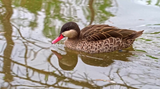 Drake, Duck, Waterfowl, Bird, Wildlife, Lake