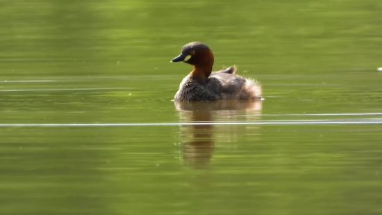 Drake, Duck, Waterfowl, Bird, Wildlife, Lake