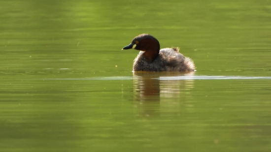 Drake, Duck, Waterfowl, Bird, Wildlife, Lake