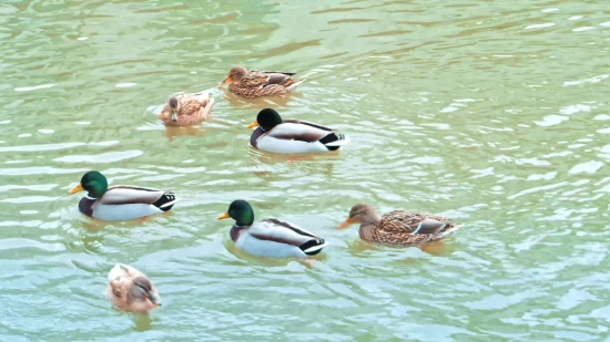 Drake, Duck, Waterfowl, Bird, Wildlife, Water