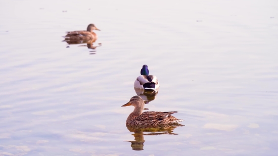 Drake, Duck, Waterfowl, Water, Bird, Lake