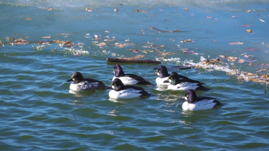 Duck, Drake, Water, Bird, Waterfowl, Lake