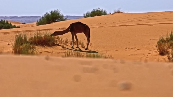 Dune, Camel, Desert, Sand, Giraffe, Landscape