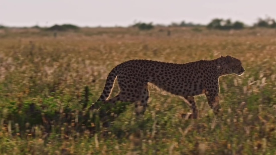 Eagle Flying Video Green Screen, Cheetah, Big Cat, Feline, Safari, Wildlife