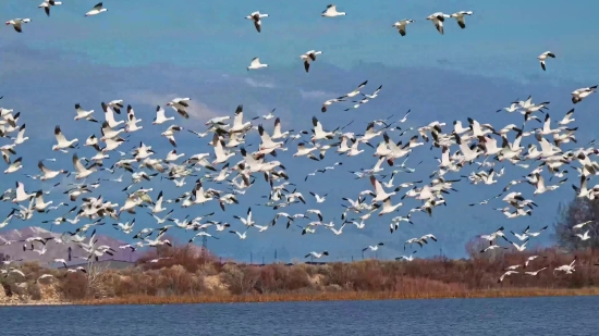 Easy Worship Moving Background Free Download, Gull, Aquatic Bird, Bird, Seabird, Pelican