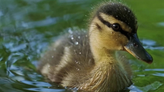 Easy Worship Video Background Free Download, Duck, Red-breasted Merganser, Merganser, Sea Duck, Wildlife