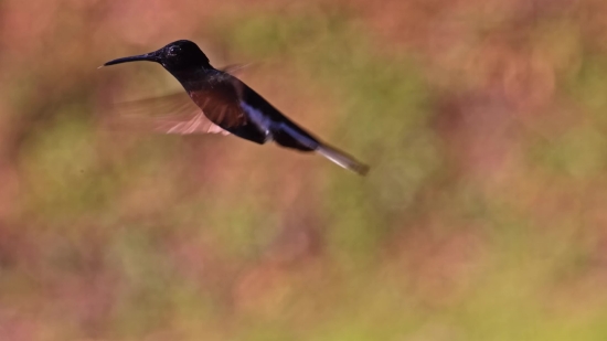 Eating Stock Video, Bird, Hummingbird, Wildlife, Beak, Wild