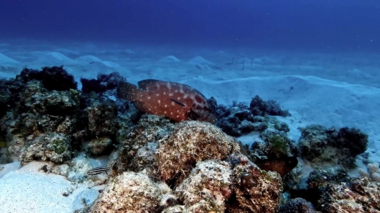 Echinoderm, Sea, Underwater, Invertebrate, Coral, Sea Cucumber