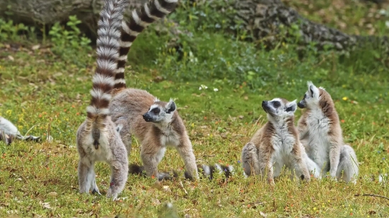 Edius Background Video Free Download, Lemur, Primate, Mammal, Wildlife, Wild